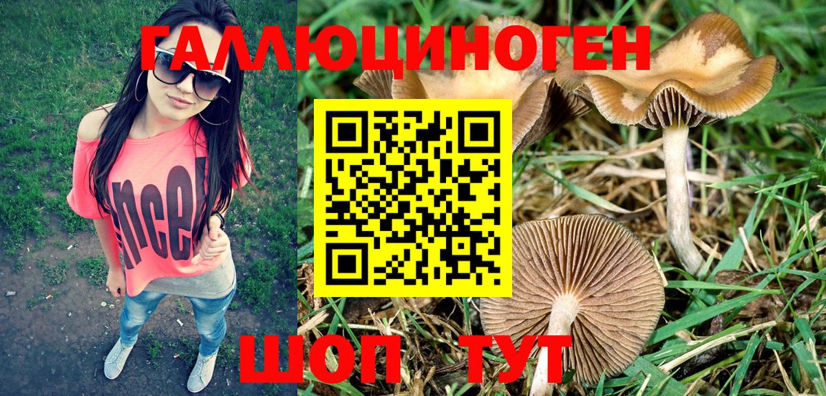 Псилоцибиновые грибы Psilocybe Омск